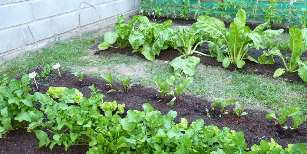 La Municipalidad de San Rafael capacitará en los distritos sobre producción de alimentos de manera sustentable.