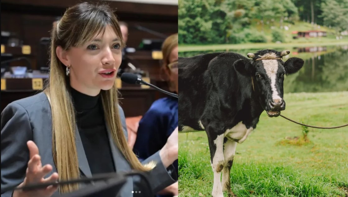 Una diputada kirchnerista quiere cobrar impuesto a los flatos y eructos de las vacas