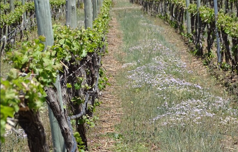 Mendoza impulsa una ley para regular la coexistencia entre cultivos y fortalecer la producción de semillas de alta calidad