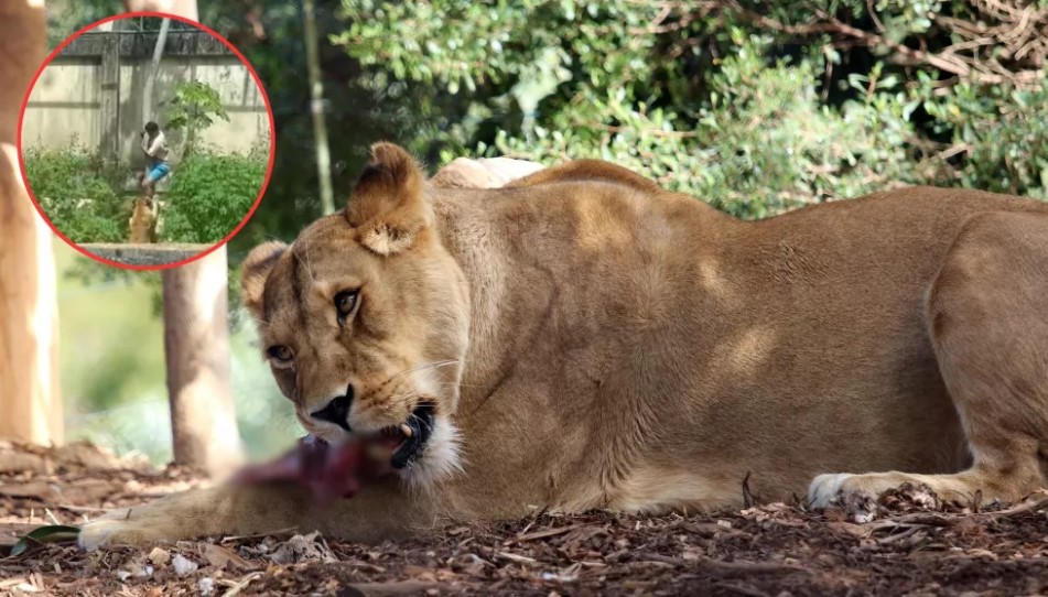 Una leona mata a un hombre que invadió su recinto en un zoológico de Brasil