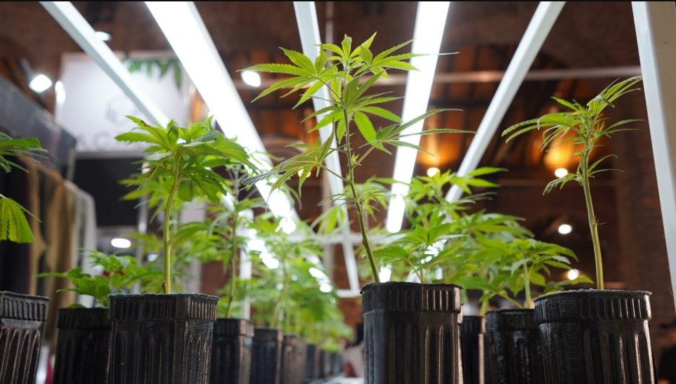 Activan nuevas herramientas para el desarrollo del cannabis medicinal y del cáñamo industrial en Mendoza
