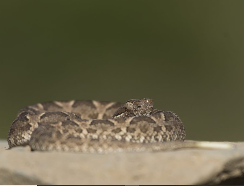Serpientes en Mendoza: Ambiente aconseja cómo actuar ante encuentros en hogares y espacios naturales.