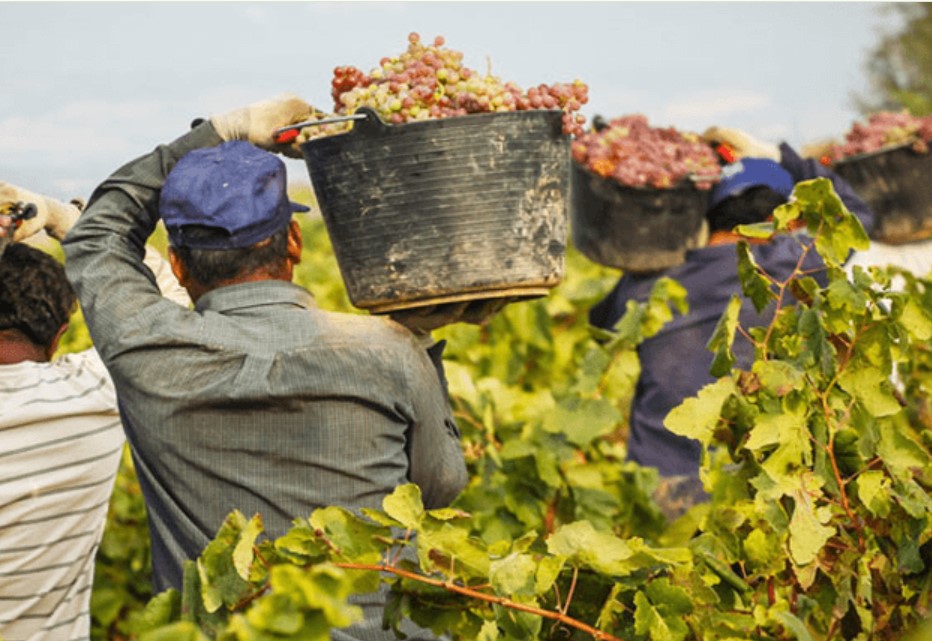CRISIS EN LA VITIVINICULTURA: POLÉMICA POR EL PRECIO DE LA UVA Y EL DUMPING