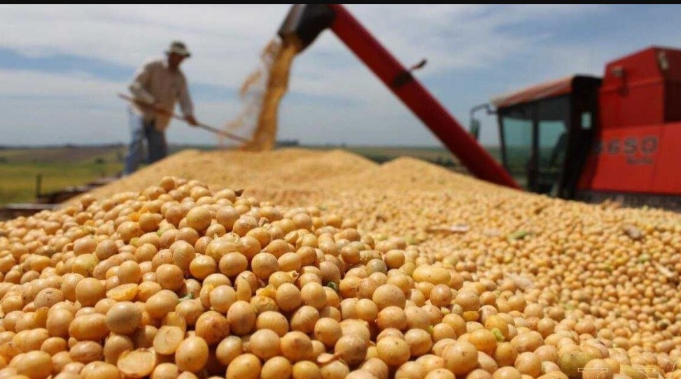 Impacto en el agro por la Guerra en Medio Oriente: el precio de la soja sube 4% a US$444