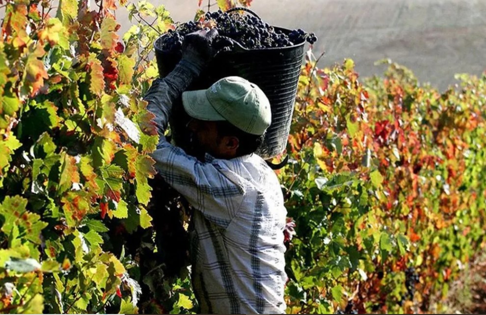 SE TENSAN LAS PARITARIAS VITIVINÍCOLAS: FOEVA ROMPE LA NEGOCIACIÓN Y CONVOCA A UN PARO