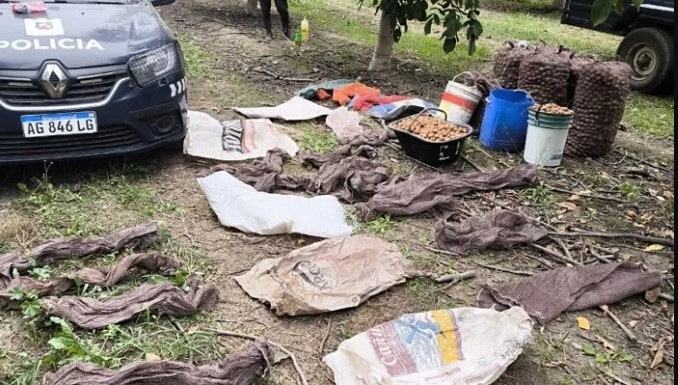 ¡TERROR EN LAS FINCAS! Cayeron «los saqueadores de nueces» tras una persecución de película en Tupungato